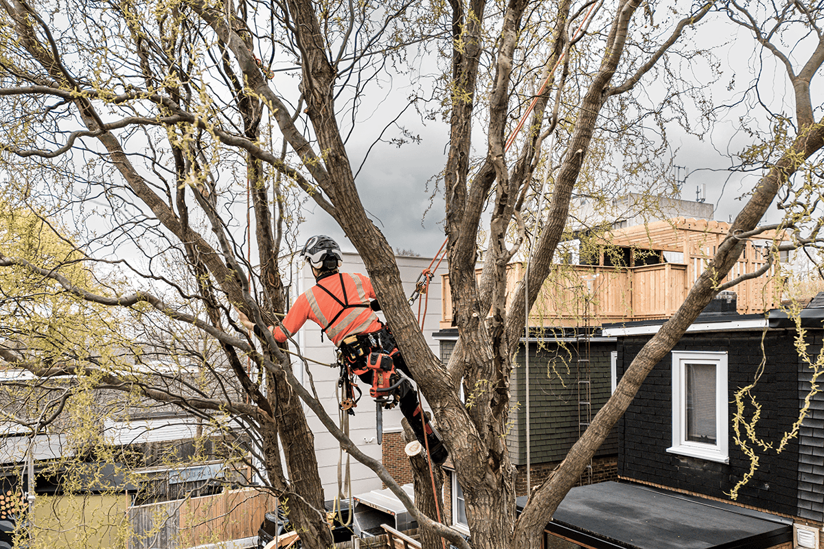 Welcome to Honeysuckle Tree Surgery