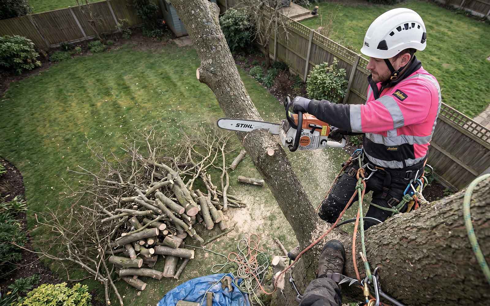 Honeysuckle Tree Surgery Work