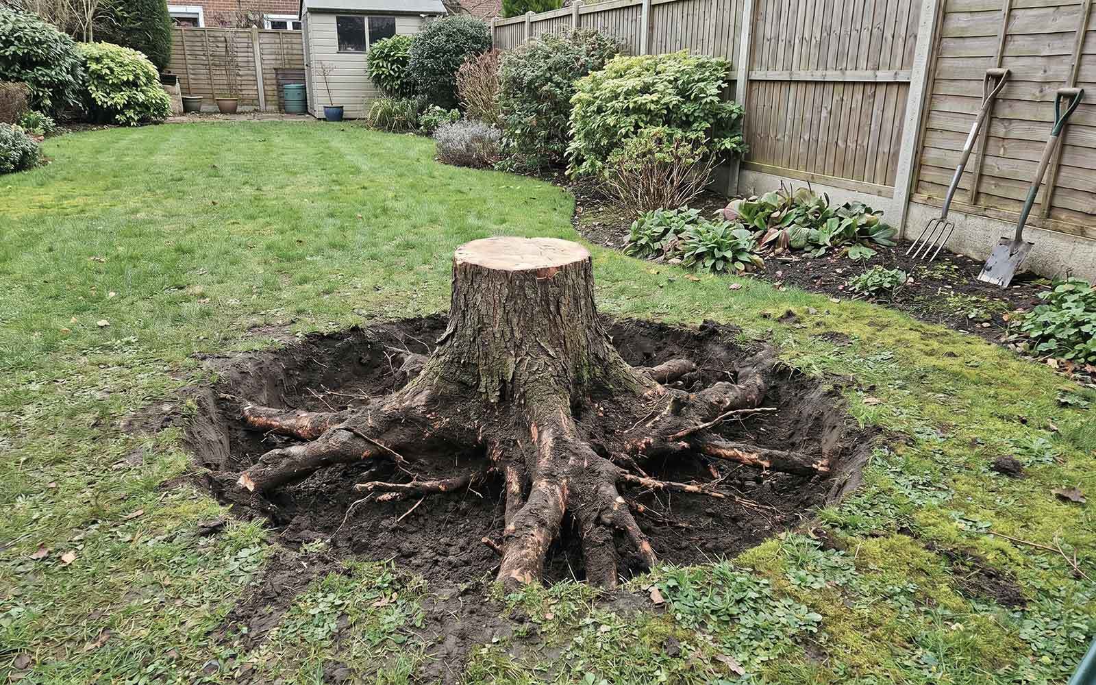 Honeysuckle Tree Surgery Work